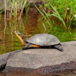 Basking Blandings Turtle